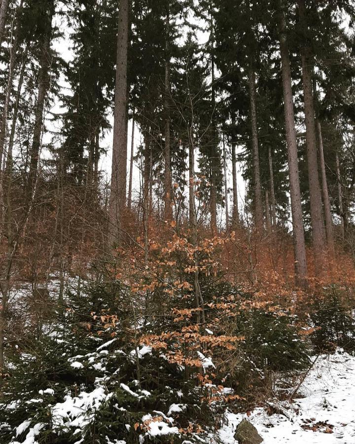 Altenberg Haus Stefanie Elvire 아파트 외부 사진